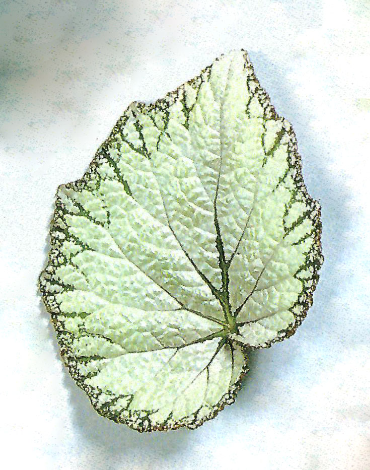 B. ‘Silver Emerald’